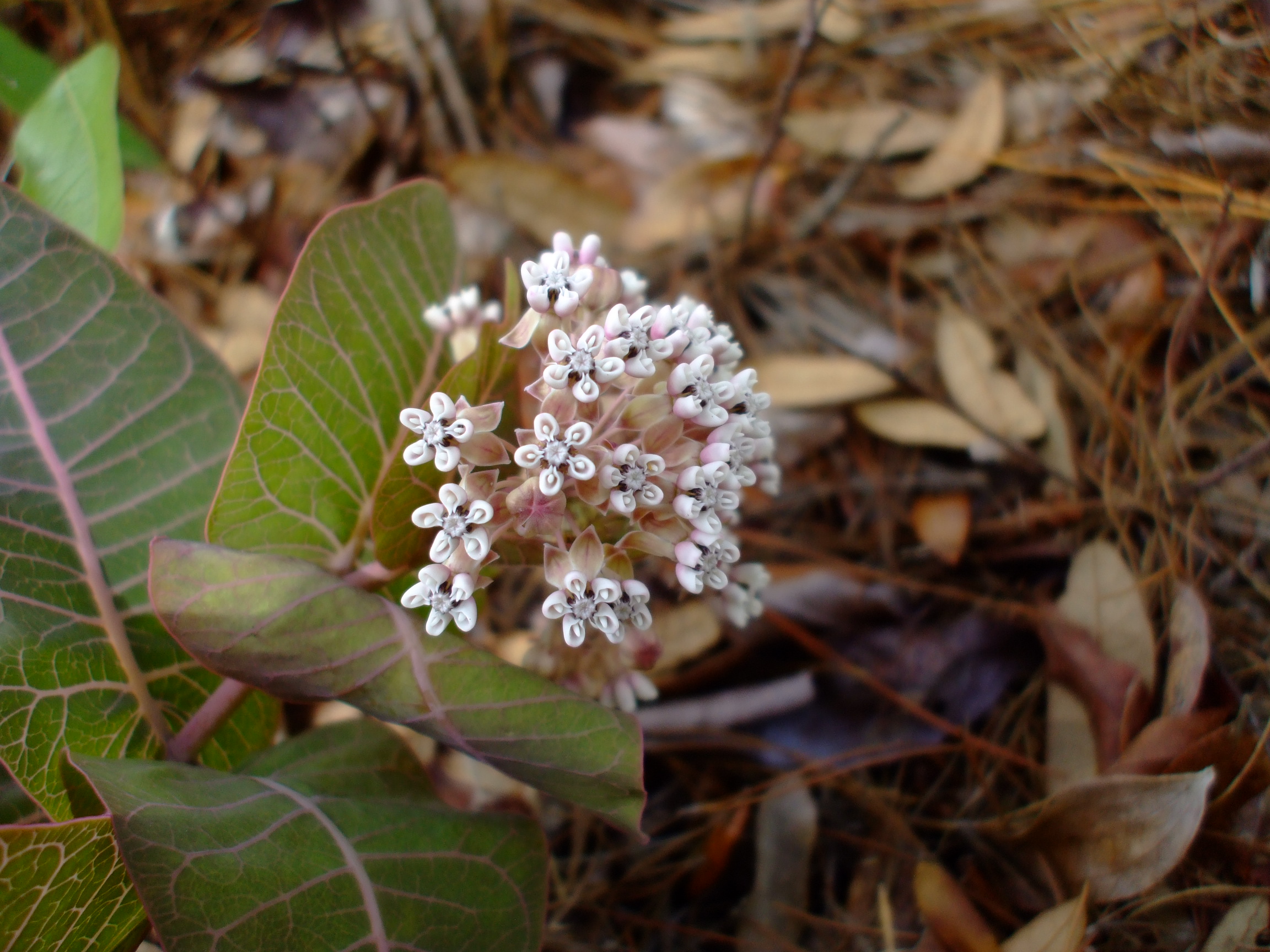 Asclepias humistrata